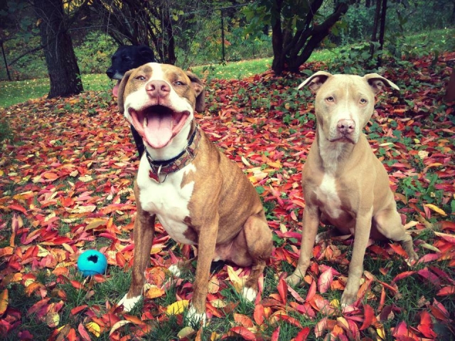 Fall pic of pups