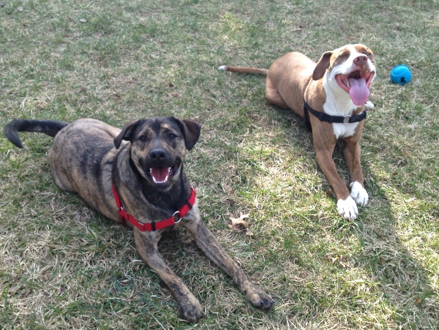 Buster reunites with his brindle bosom buddy, Ivan